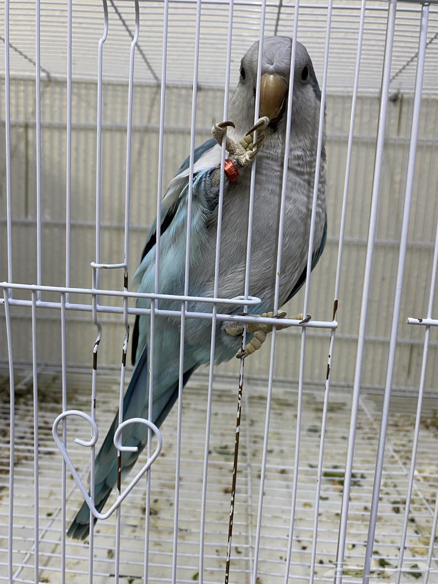 Quaker Parrot (Sold)63323904763267111