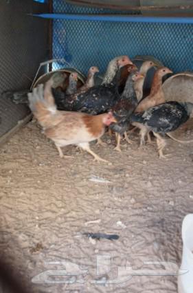 Chicken for sale, I have it.63323620147331112