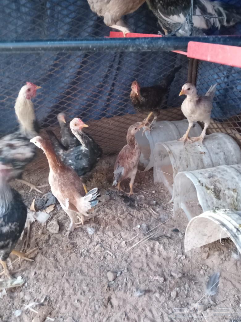 Chicken for sale, I have it.63323620147331111