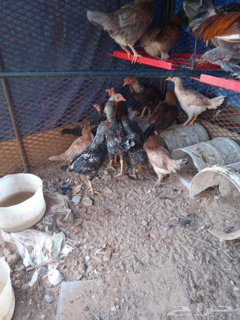 Chicken for sale, I have it.63323620147331110