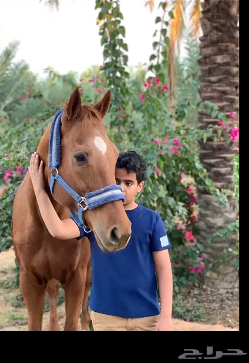فراس مشروكة63323413677314114
