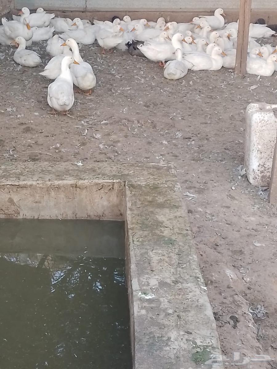 بط بكيني بياض63323172361217111