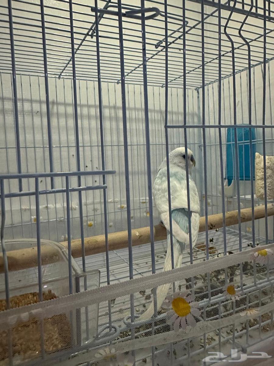 طيور بادجي منتجه (تم البيع)63323413031042112