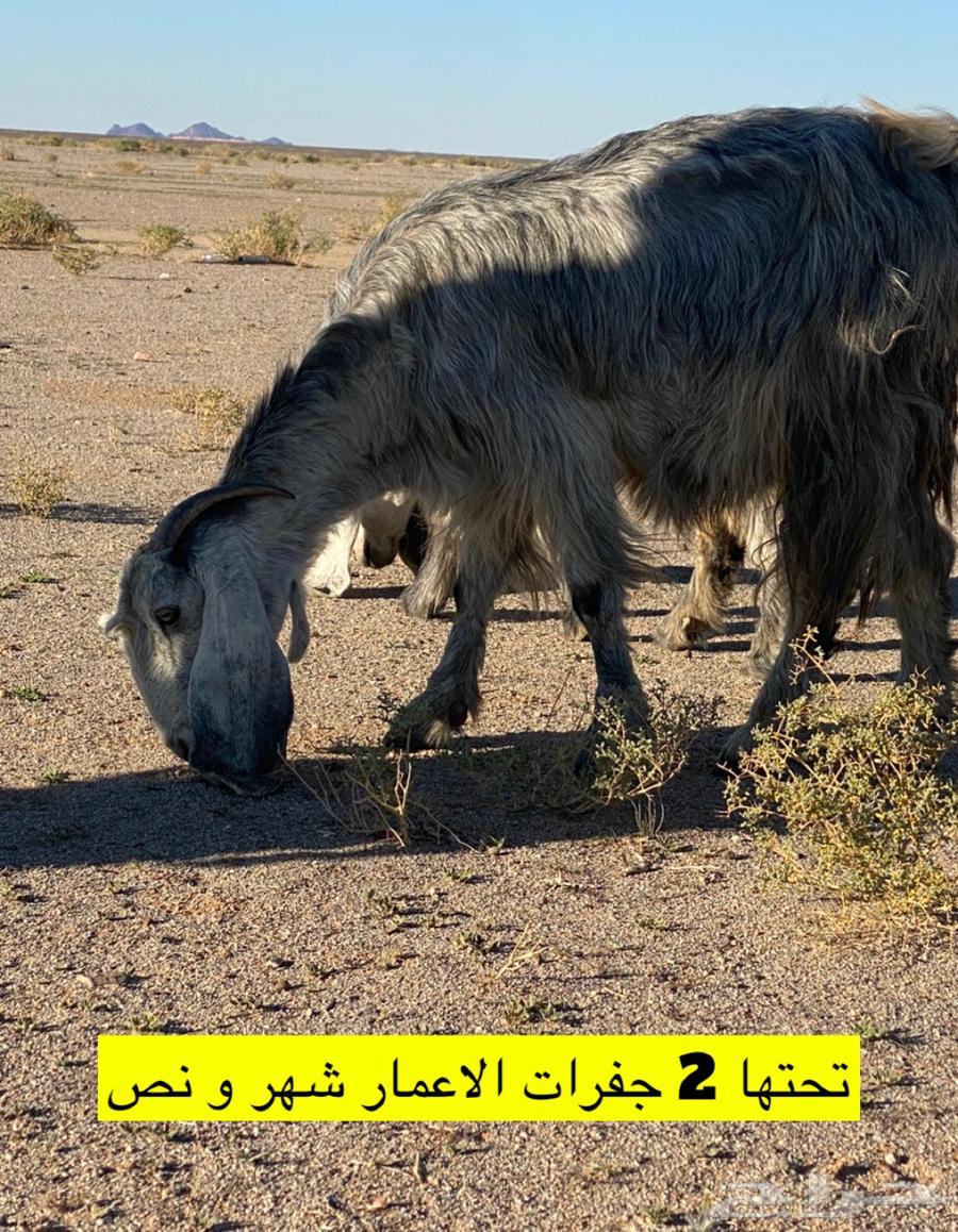تم البيع63321336909569114