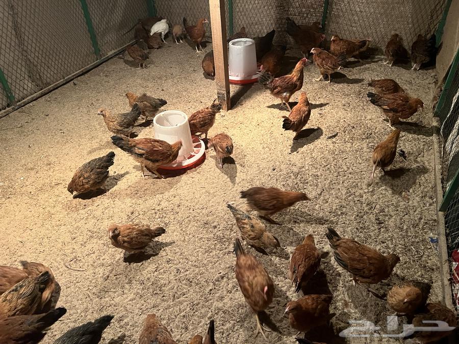 French chicken aged 3, 4, and 5 months63321176476545112
