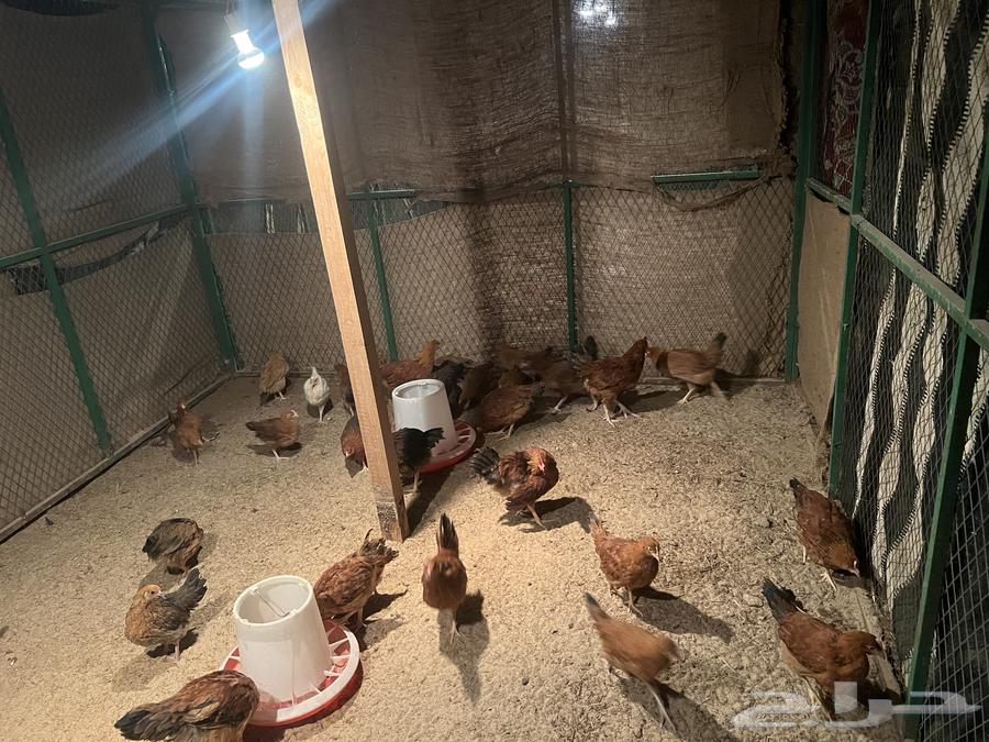 French chicken aged 3, 4, and 5 months63321176476545111