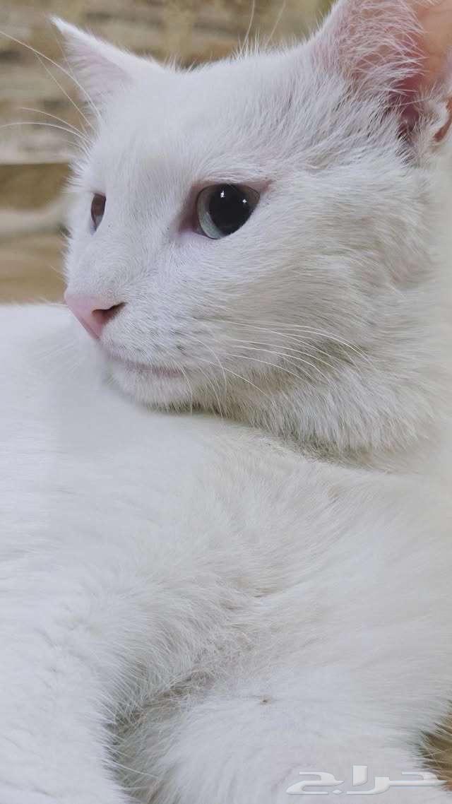 قط مفقود مكافأة مالية لمن يجده633214278915871119