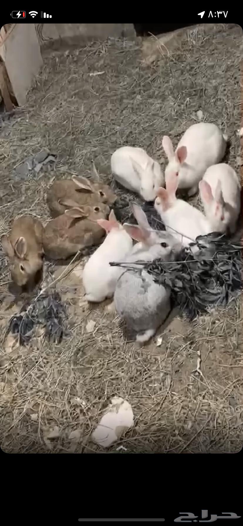 Rabbits for sale63321012087683110