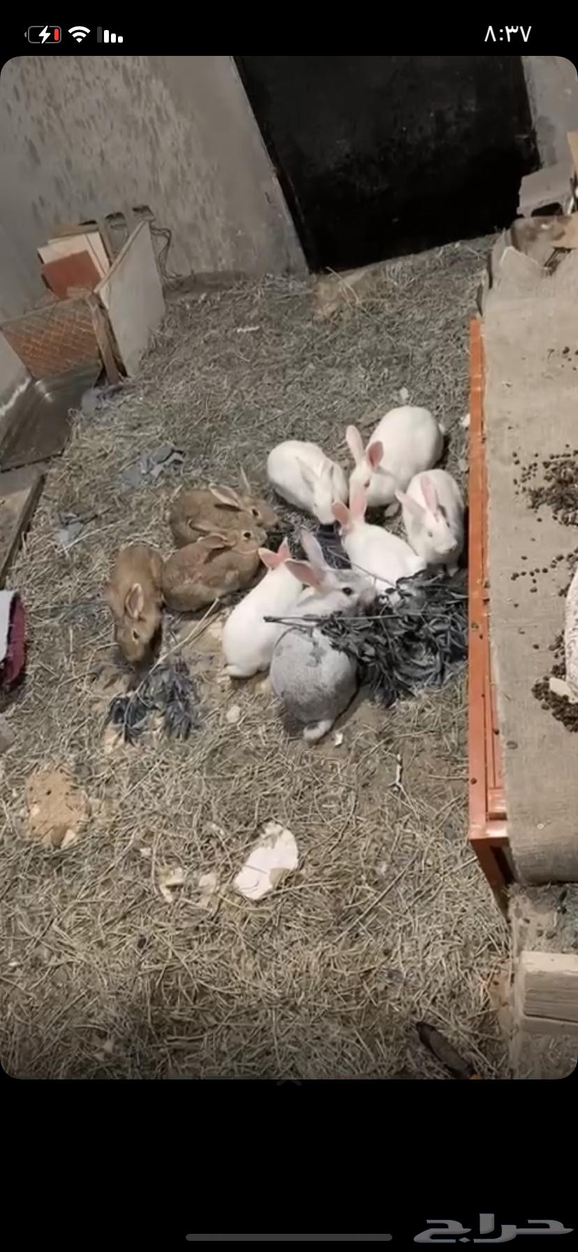 Rabbits for sale63321012087683111