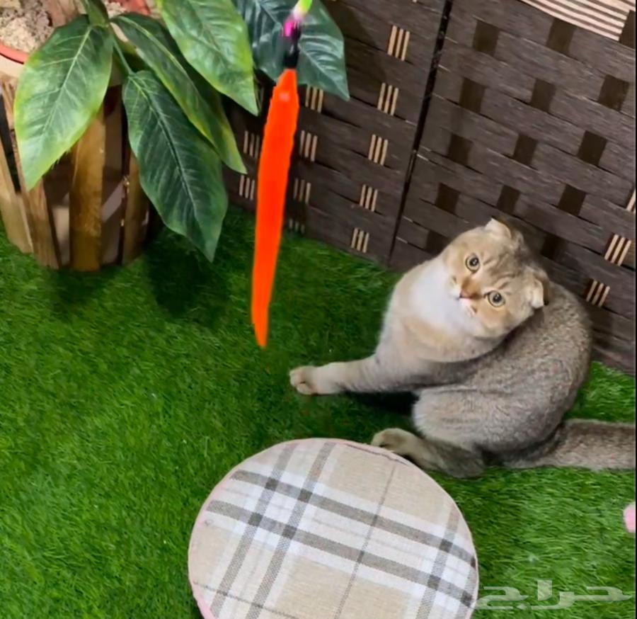 سكوتش فولد63322550142849111