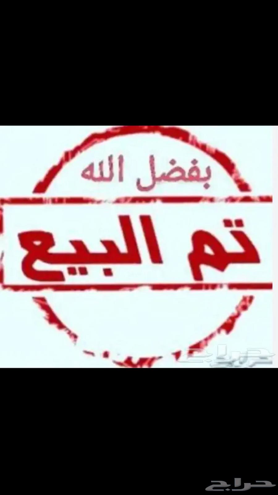 دجاجة شامو الماني ( تم البيع )633266856922891125