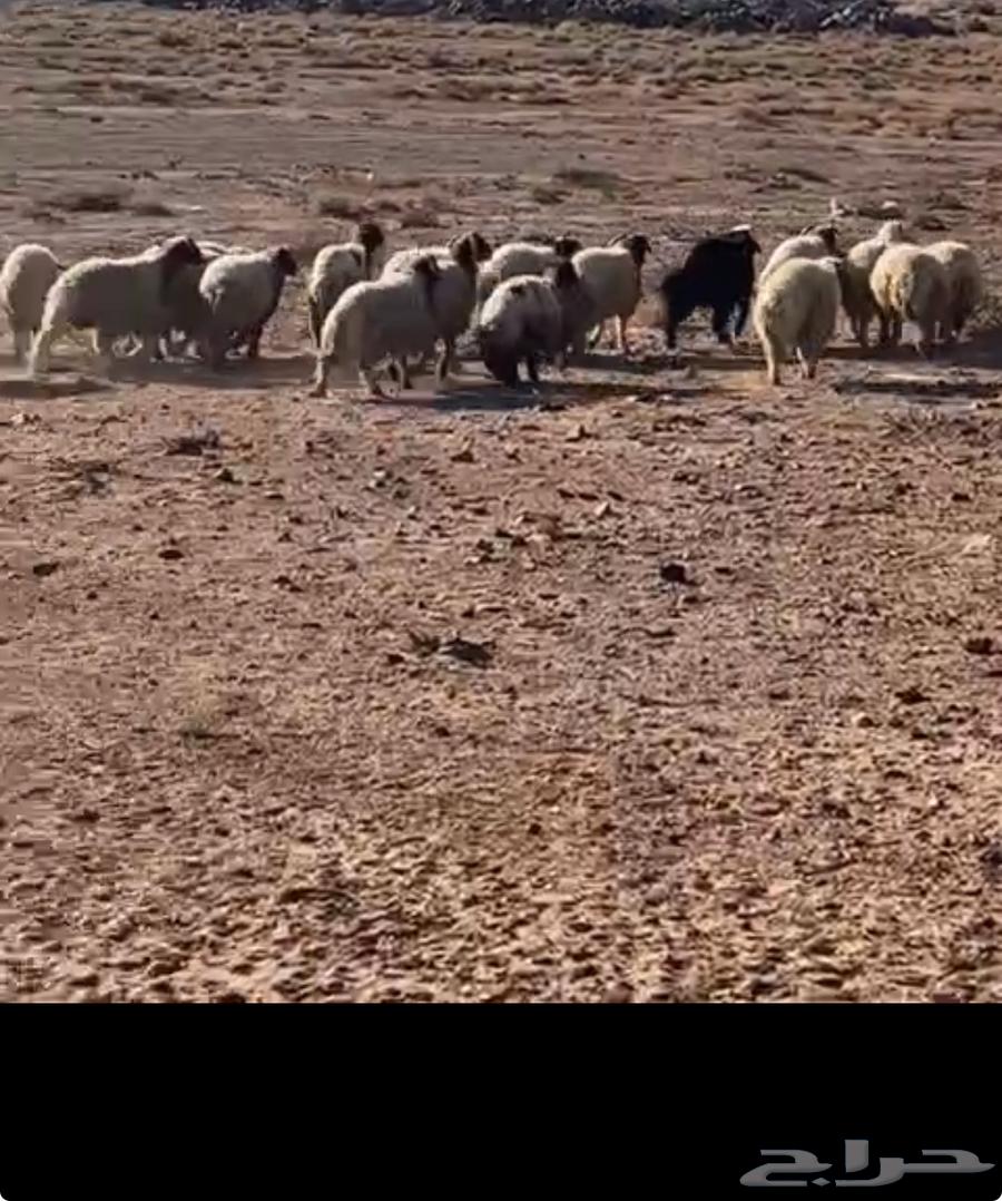 بدأ الحجز ضحايا بريه شرط نفذت الكميه63319133918337113