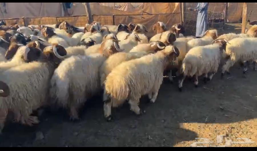 بدأ الحجز ضحايا بريه شرط نفذت الكميه63319133918337111