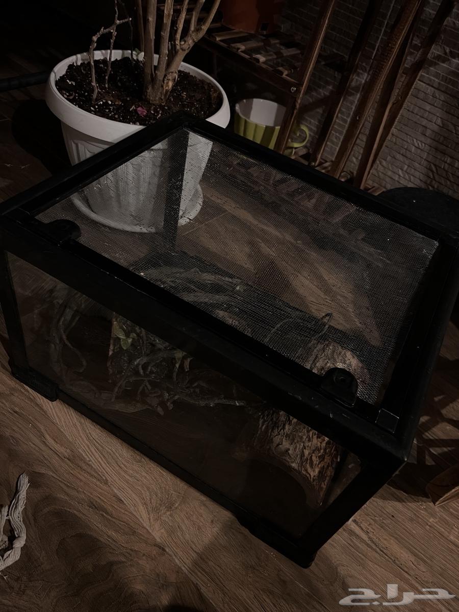 Reptile enclosure63319939168386111