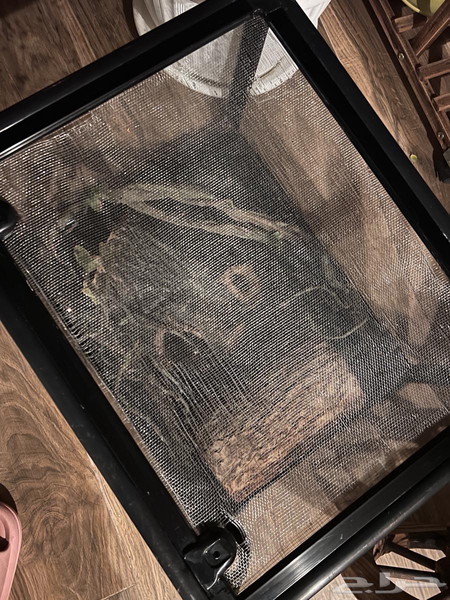 Reptile enclosure63319939168386112