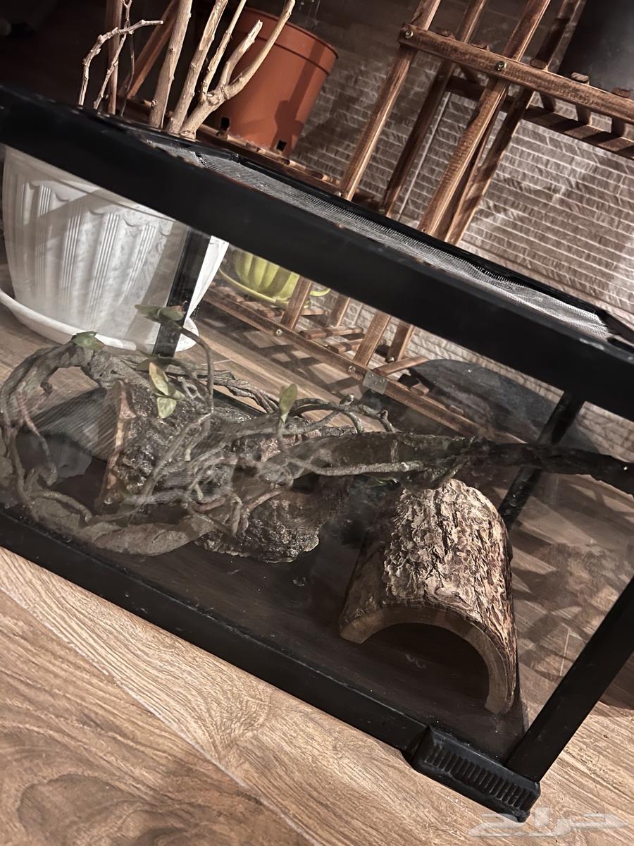 Reptile enclosure63319939168386113