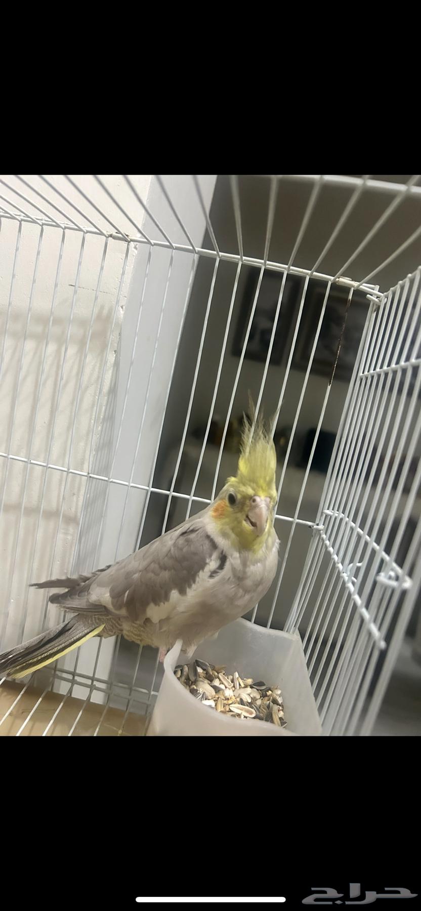 Crowan bird for sale63317391795585111