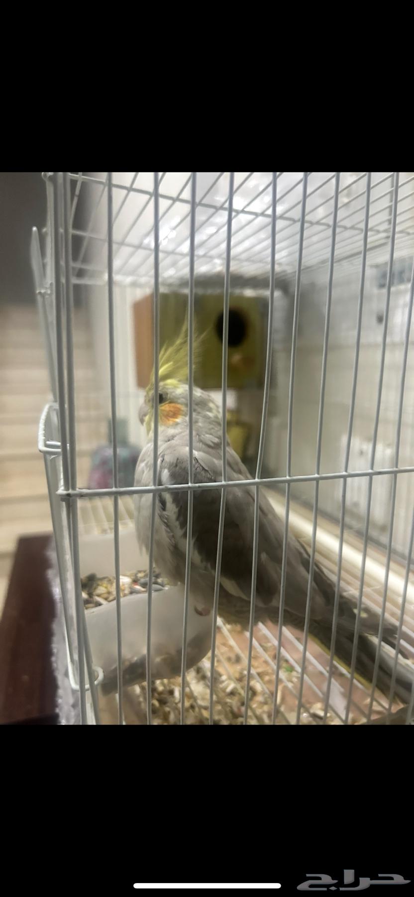 Crowan bird for sale63317391795585112