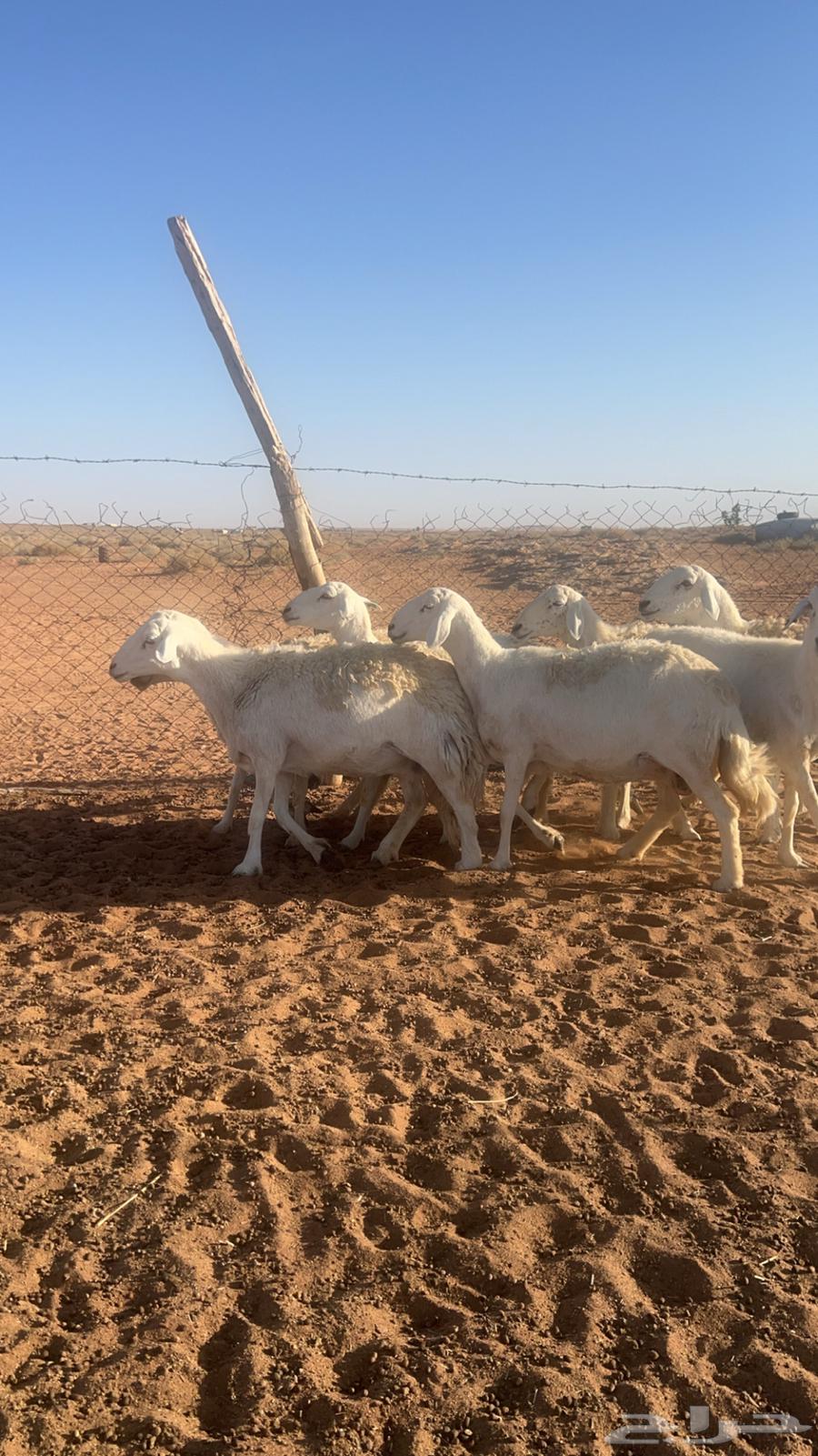 للبيع غنم حريات ( تم البيع الله يبارك )63315568236675112