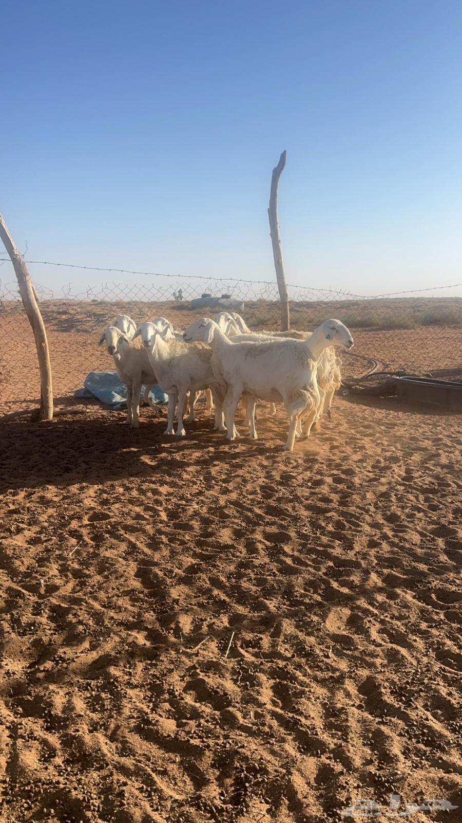 للبيع غنم حريات ( تم البيع الله يبارك )63315568236675114