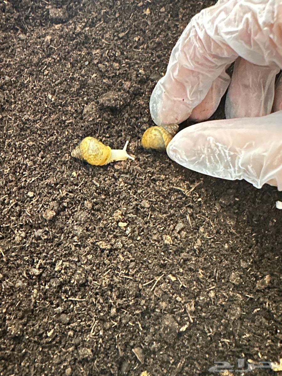 Small snails63314965569538113