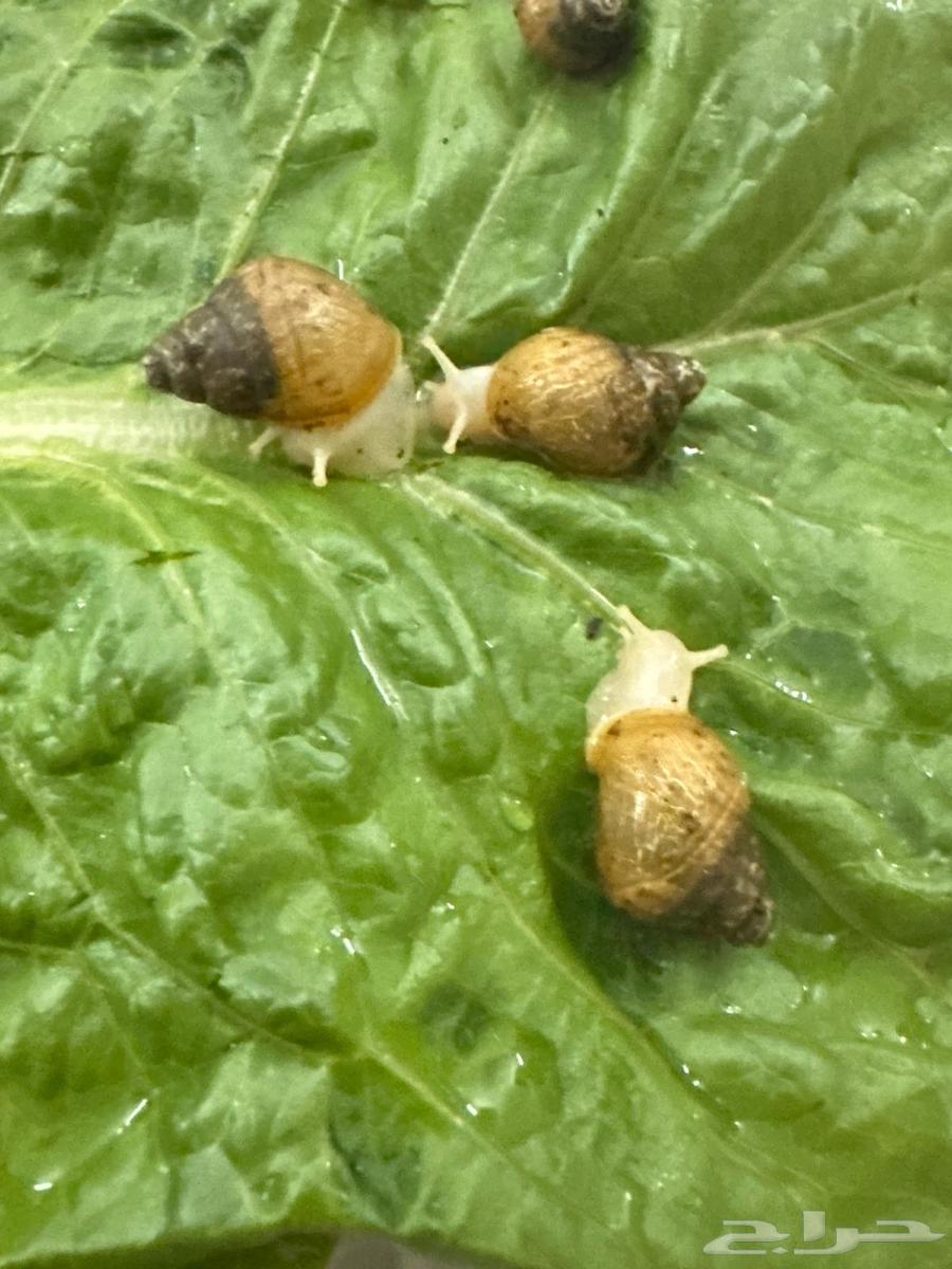 Small snails63314965569538112