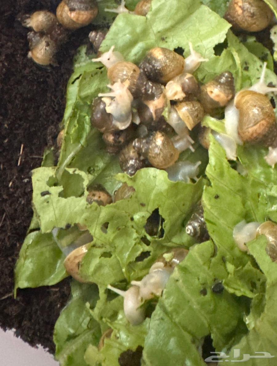 Small snails63314965569538111