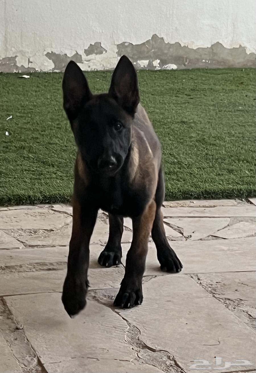 Malinois dogs63315328226561112