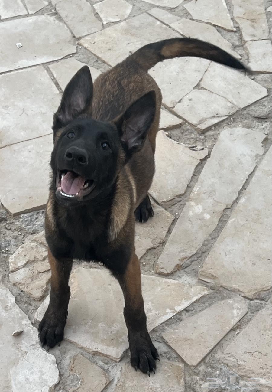Malinois dogs63315328226561113