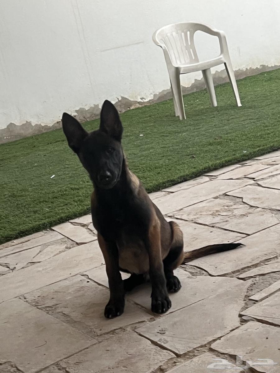 Malinois dogs63315328226561111