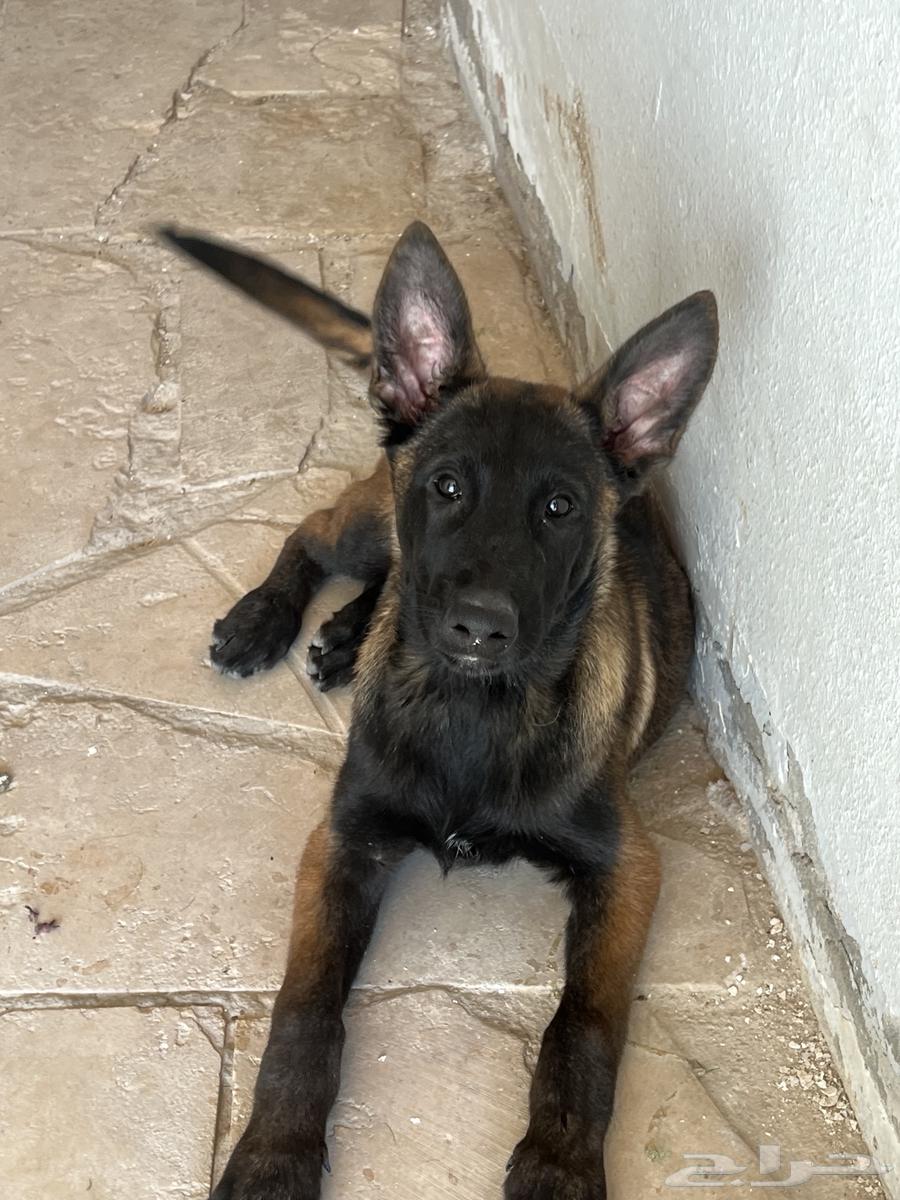 Malinois dogs63316256451201112