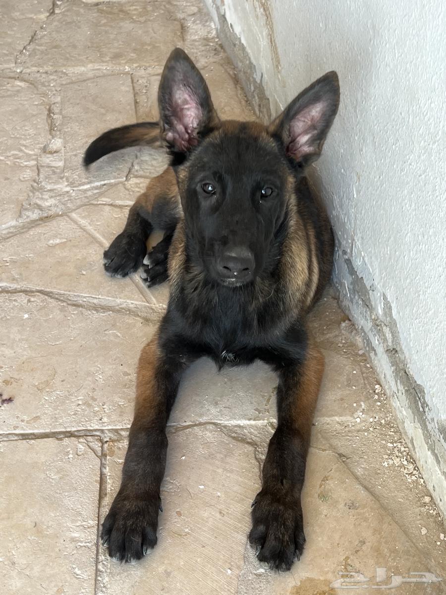Malinois dogs63316256451201111