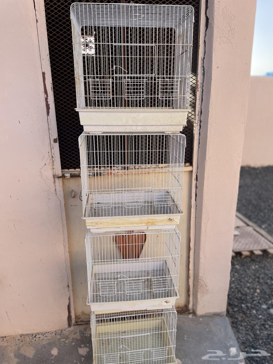 cages63316598023937112