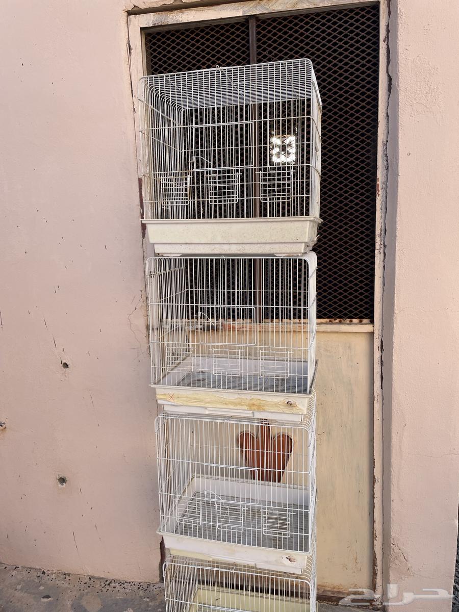 cages63316598023937113