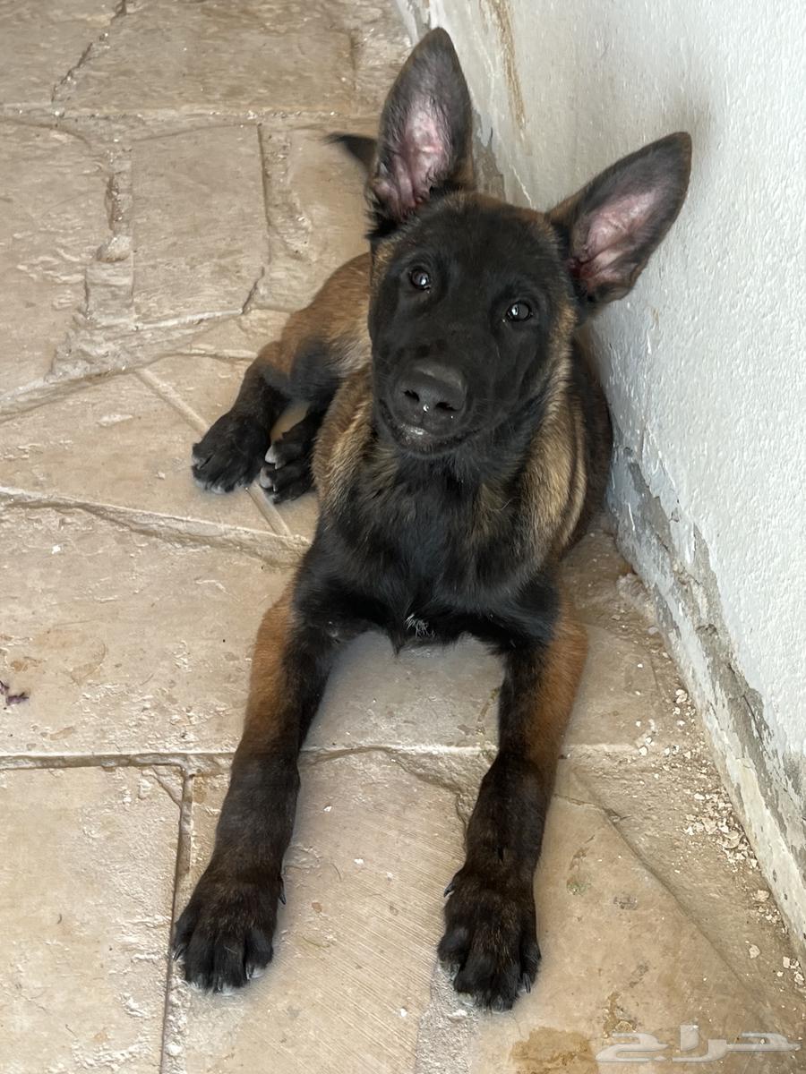 Malinois dogs63316256451201113