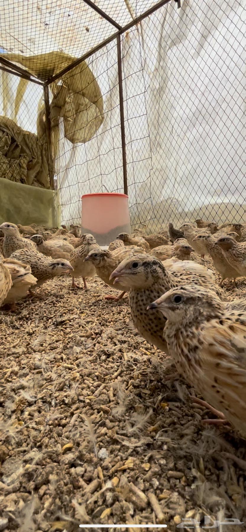 سمان فري مريعي احجام سوبر جامبو ودجاج وديكه63314699054594113