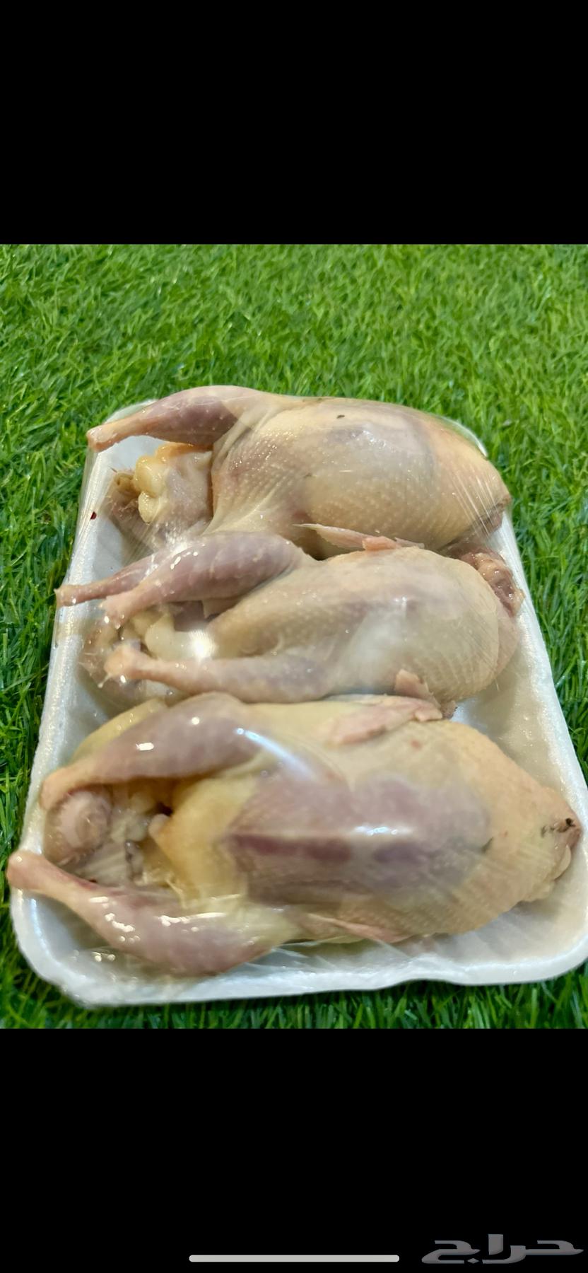 سمان فري مريعي احجام سوبر جامبو ودجاج وديكه63314699054594112