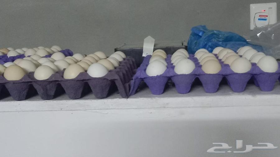 Local eggs63317258359937110