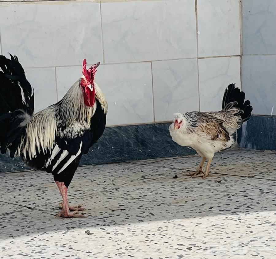 دجاج دندراوي او شوكي عربي اصيل تم البيع633149665075211125