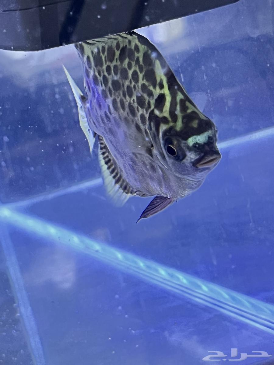 Scat fish63313615957633113