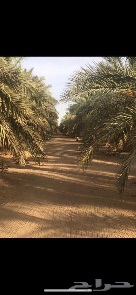 For sale: A large area farm in Al-Bida'ic.63006137024513112