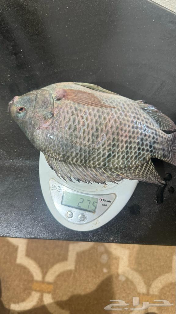 Tilapia and carp fish63313691687809111