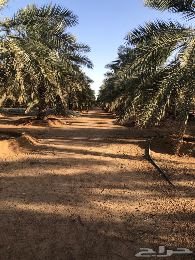 For sale: A large area farm in Al-Bida'ic.63006137024513111