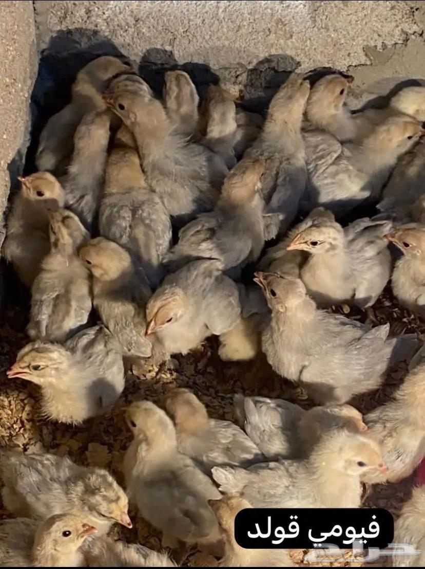 Fayoumi chicken chicks, Swier Gold63314328396673110