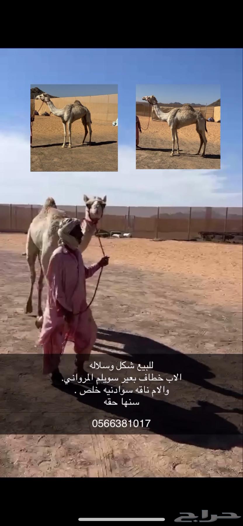 I hate to sell a female camel calf, formerly owned by Suleiman Al-Marwani.63312711851393110