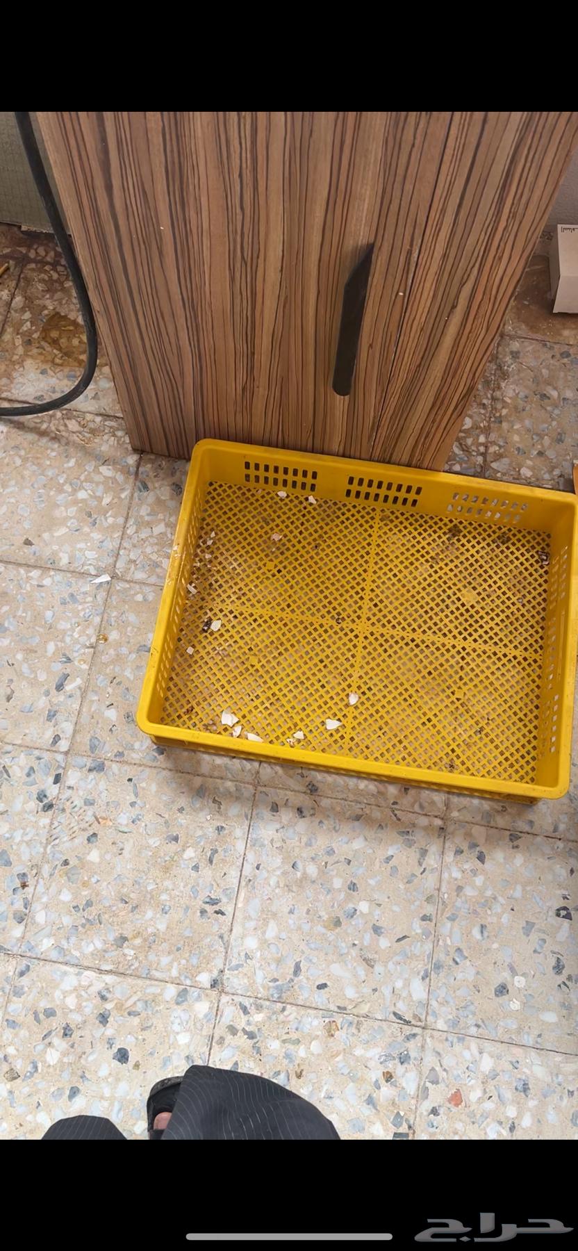 فقاسه للبيع63313068149249110