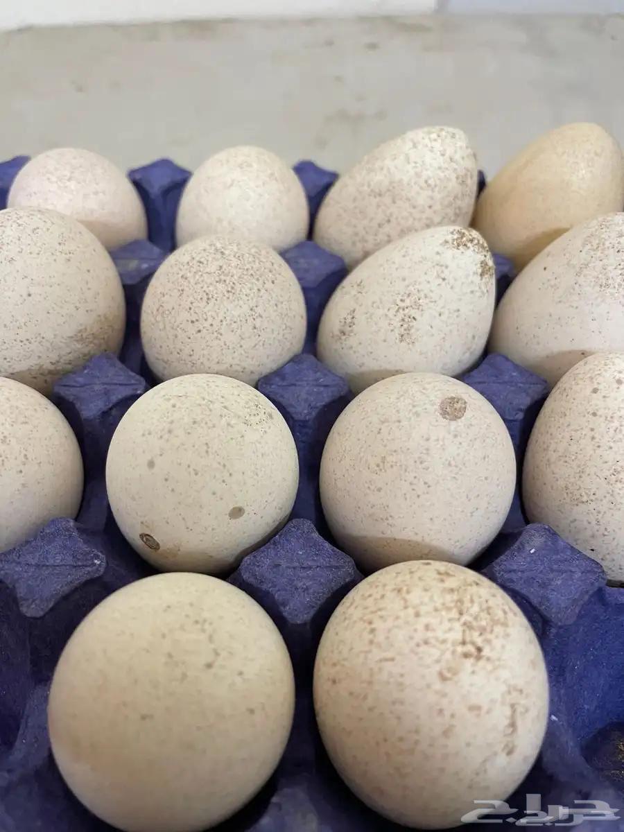 Fertilized turkey eggs63006172963971111