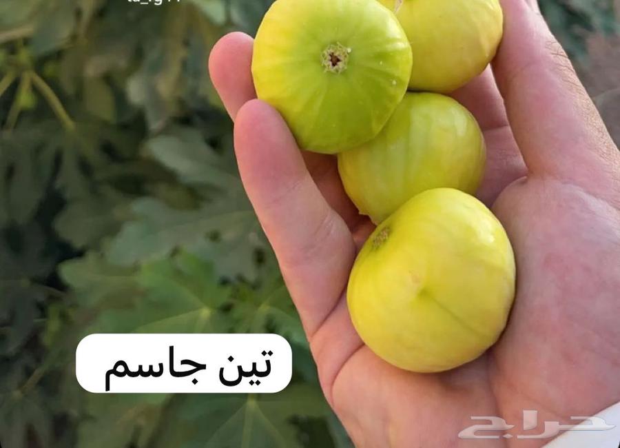 للبيع شتلات عنب و تين جمله 5 ريال63312002081025112