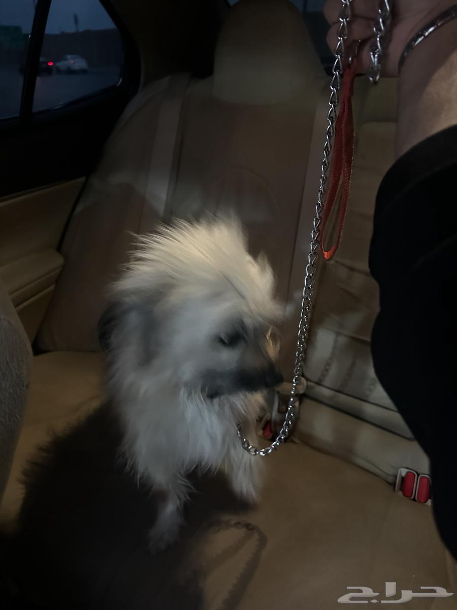 A female dog for sale at the highest price63310704151809111