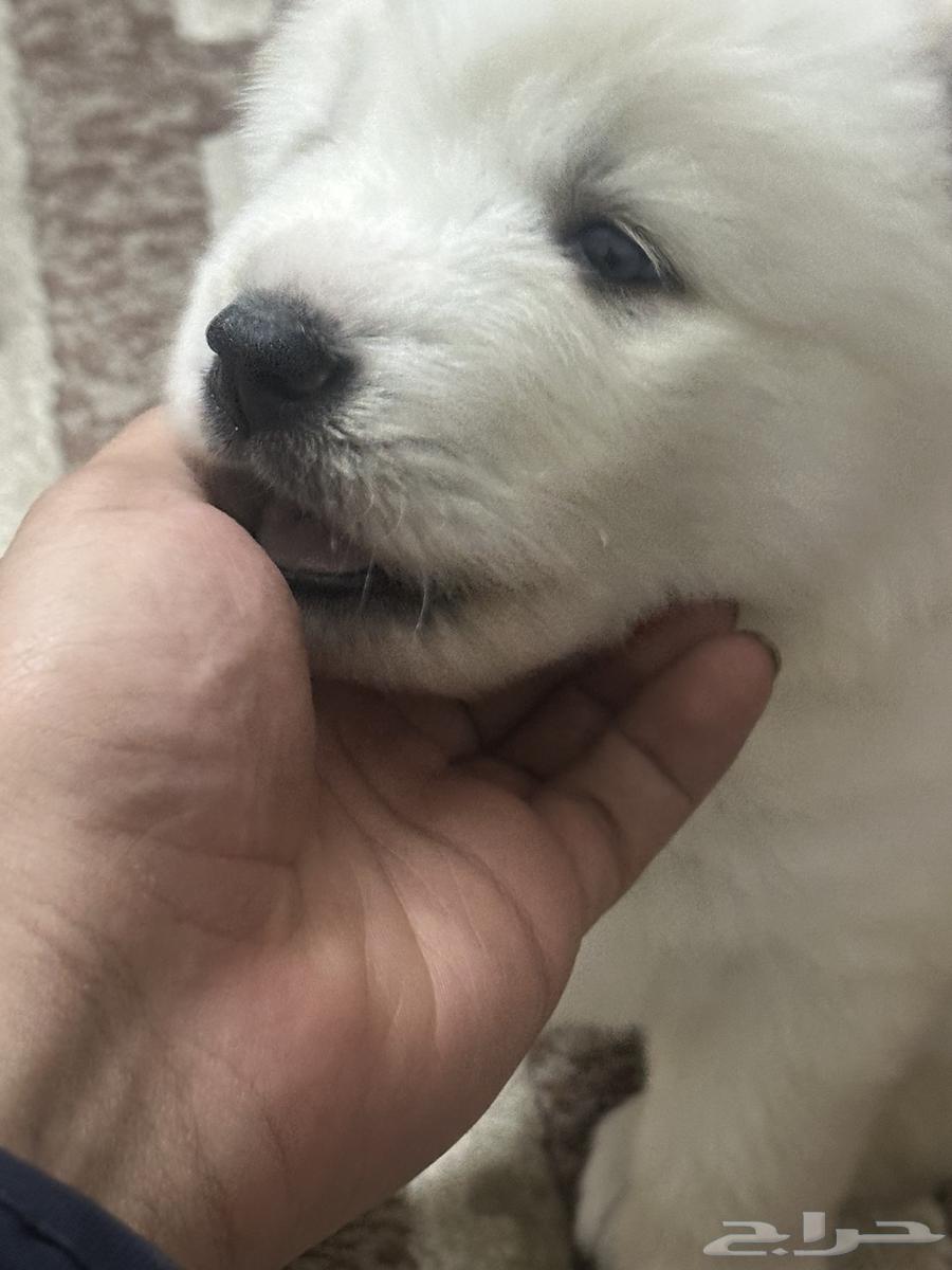 A one-month-old white husky of high quality63310402321409114
